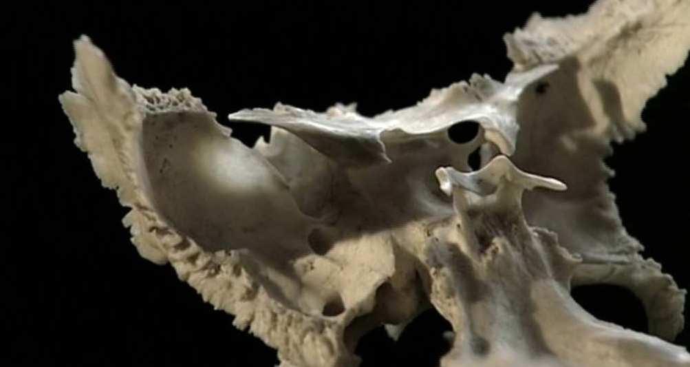 E un osso di una decina di centimetri, a forma di farfalla, falla, nascosto al centro del cranio, situato a livello degli occhi, giusto al di sotto dell encefalo.