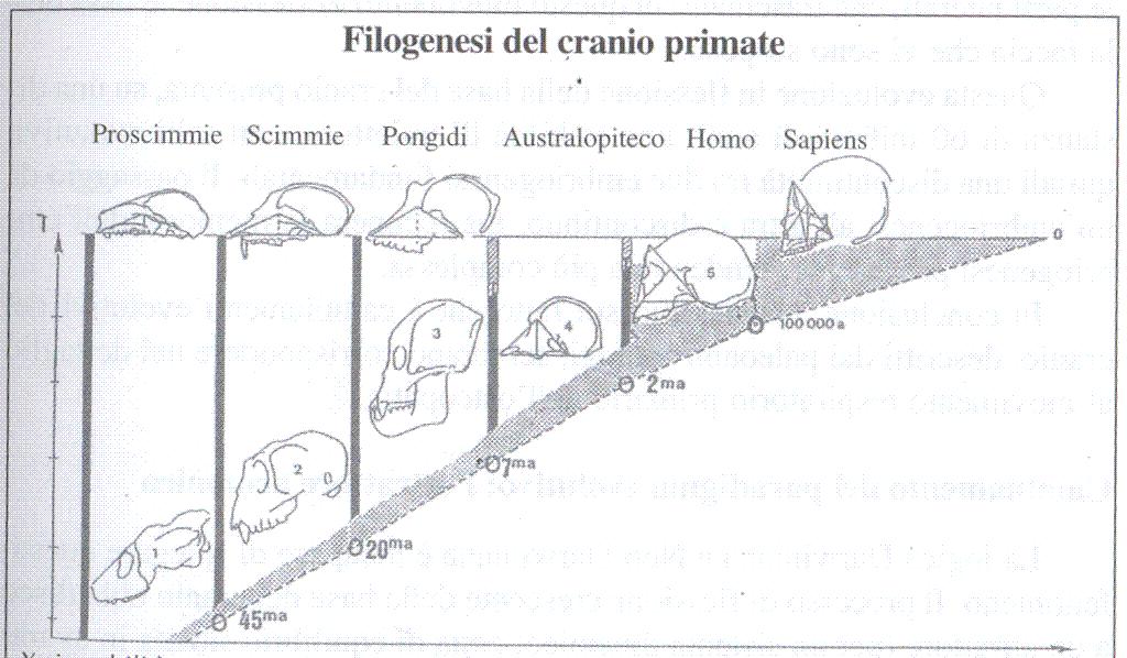 delle strutture in oggetto), ma anche, aggiunge la Dambricourt-Malassé, della paleoantropologia, a lungo tenuta slegata da questa materia.