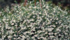 01 NEPETA Variegata /