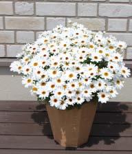 Argyranthemum gruppo PADANA 197