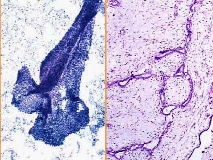 Ginecologi Microbiologi Epidemiologi Ostetriche Si tratta di professionisti impegnati soprattutto nei