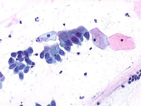 Negli anni 70 la AIC prevedeva nel suo statuto l iscrizione alla Società anche ai Biologi e numerosi aderirono, ma con regole