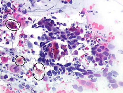 La citologia, (dal greco kytos = "contenitore" e logos = "studio"), detta anche biologia cellulare è la scienza biologica che studia la cellula dal punto di vista morfologico (studio strutturale, ad