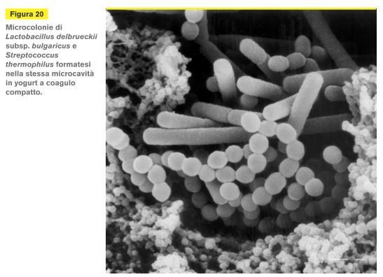 formico, CO 2 aa, peptidi a catena