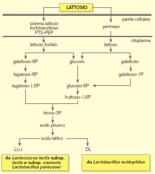 cremoris - sistema lattosio