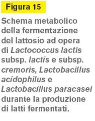 paracasei e Lactobacillus