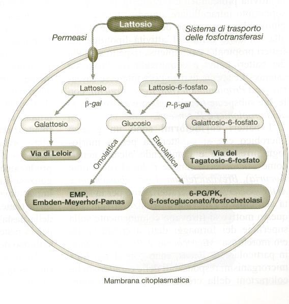 Il trasporto del lattosio a livello di membrana cellulare può prevedere o meno la fosforilazione