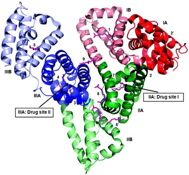 Distribution (Albumin) F u >0.