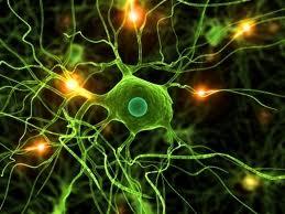 Sclerosi Laterale Amiotrofica EVENTI CHIAVE: - Degenerazione dei motoneuroni inferiori - Neuroinfiammazione (astroglia e microglia linfoci; T) - Motoneuroni primari: degenerazione assonale e