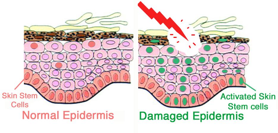 LE CELLULE STAMINALI SOMATICHE SVILUPPO FETALE: Generare tu5e le cellule che