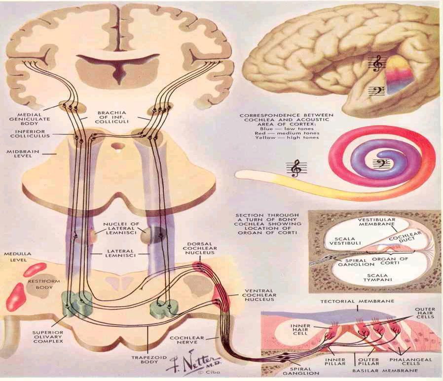 Non esiste un centro musicale cerebrale specifico della musica L informazione è elabolrata in diverse aree, a partire dalla corteccia uditiva primaria, che permette allo stimolo di arrivare alla