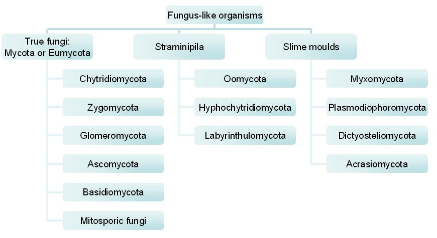 Classificazione dei funghi Il Regno dei Funghi comprende organismi Eucarioti Sulla base del ciclo vitale, della struttura e dei metodi di