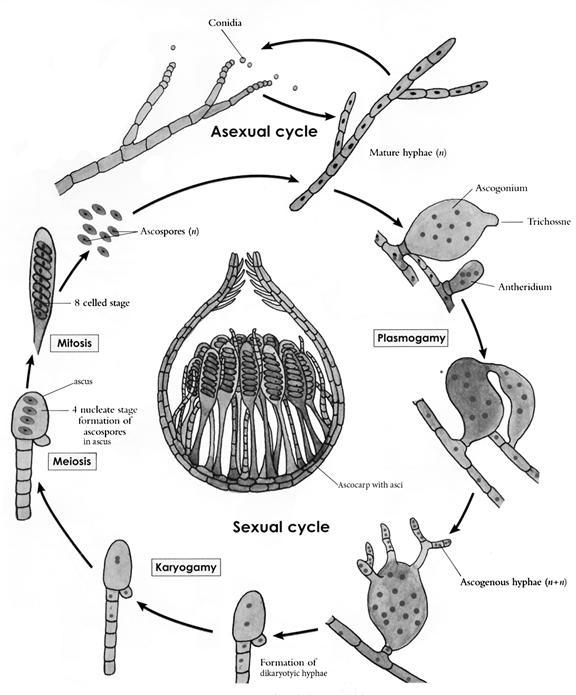 Ascomycota: Principali caratteristiche delle muffe hanno micelio con ife settate che producono conidiospore per la riproduzione asessuata e ascospore in