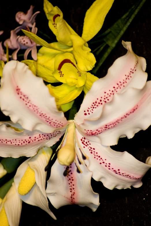 Lilium, orchidee,