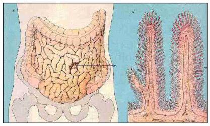 Nutrire le cellule, non solo lo stomaco LA SALUTE DEL NOSTRO CORPO DIPENDE DA QUELLA DI OGNI SINGOLA CELLULA Se mangiamo male ed abbiamo cattive abitudini e stili