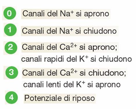 Potenziale d azione del muscolo cardiaco L ingresso di calcio durante la fase 2 prolunga la durata del potenziale d azione miocardico.