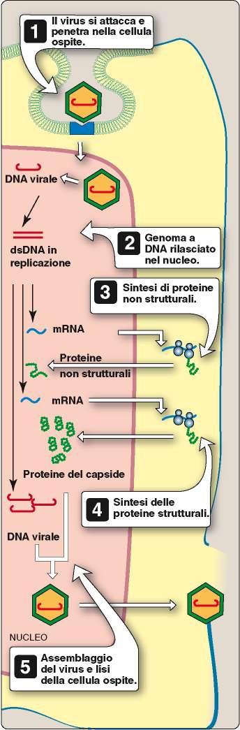 Classe II Genoma ssdna Replicazione nel NUCLEO Parvovirus Circovirus Replicano nel NUCLEO dove formano come intermedio replicativo dsdna.