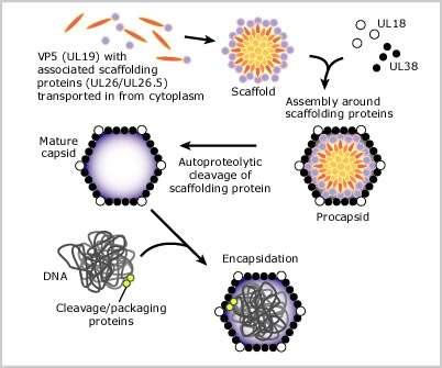 Es. assemblaggio: HSV Proteine