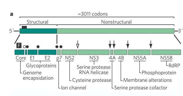 OSTACOLO 2 La cellula riconosce messaggeri monocistronici (= 1mRNA/1 proteina; i segnali di inizio della sintesi proteica devono essere all inizio dell mrna).