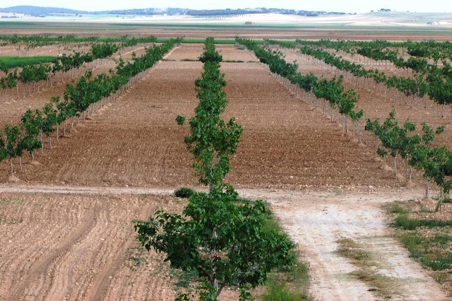 L inerzia italiana col pistacchio