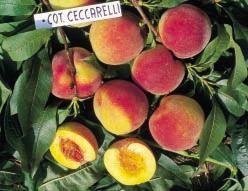 221 Fig. 3 - Cotogne fiorentine: Cotogna Ceccarelli, è la più precoce Fig.