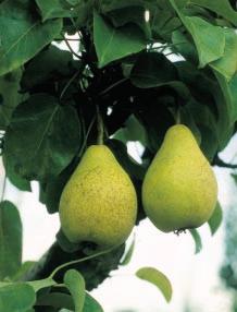 224 Il germoplasma della Toscana Fig. 1 - Pero: San Giovanni, cultivar-popolazione, poco serbevole, interessante per l estrema precocità Fig.