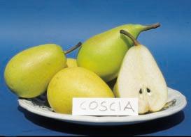 4 - Pero: Coscia, la più importante cultivar toscana, diffusa a livello industriale e nota anche all estero Fig.