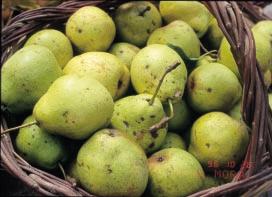 Non è certo facile stabilire se la cultivar oggi diffusa provenga dalla pianta madre ritrovata nelle condizioni citate, ma non è da escludere che essa