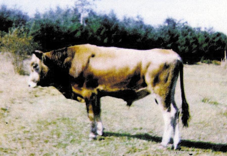 265 VI. Germoplasma toscano di interesse zootecnico Caratteristiche morfo-funzionali della razza bovina Pontremolese P. Secchiari, M. Mele, G. Ferruzzi, A. Pistoia C.I.R.A.A. E. Avanzi, D.A.G.A., Settore Scienze zootecniche A.