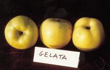 Per il melo il campo è nella zona di Ortona dei Marsi (AQ), e sono stati utilizzati due tipi di portainnesto: Franco e il clonale M25 che ha dimostrato di avere un