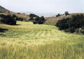 Inoltre, tempi maggiori servono per ulteriori indagini sul territorio e per il completamento della collezione dei materiali genetici. Bibliografia BORASIO E., 1997.