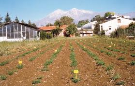 Il 19 maggio e il 2 giugno 1999, circa 1000 piante spaziate (100 cm x 60 cm) della popolazione M5 e della popolazione M8 sono state trapiantate a Vasto (Fig.