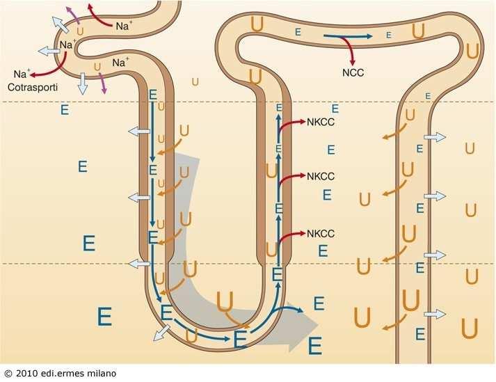 2) concentrazione urea nel tubulo distale e collettore impermeabili all urea 1) concentrazione urea lungo il tubulo per riassorbimento e secrezione urea (trasportatore