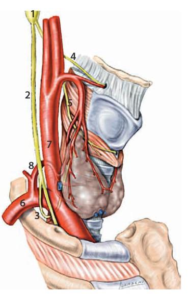 igura 1 1. Ganglio nodoso del vago 2. Nervo vago 3. Nervo laringeo inferiore o ricorrente 4. Ramo superiore nervo laringeo superiore 5. Ramo inferiore nervo laringeo superiore 6. Arteria succlavia 7.