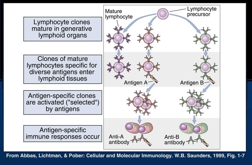 SELEZIONE CLONALE Cloni di linfociti Maturano negli organi linfoidi primari Cloni di linfociti maturi specifici per i vari antigeni