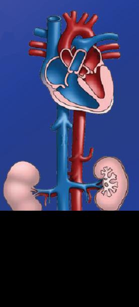 AZIONE DEI PEPTIDI NATRIURETICI