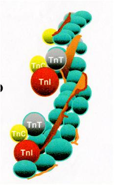 ATPasi-actinomiosinica inibente ctnt: Tropomiosina legante Le tre