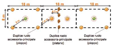 indicate nel Box 1. Solo dopo, se necessarie, potranno essere collocate le piante accessorie arboree e poi quelle arbustive, sempre rispettando le distanze minime indicate per queste nel Box 1.