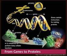 Un gene produce una proteina Una mutazione di un gene può determinare la produzione di una proteina
