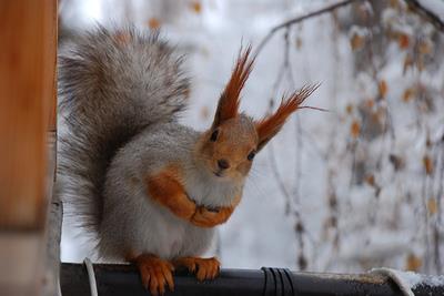 EC-SQUARE: RISULTATI ATTESI Conservazione dello scoiattolo rosso Limitazione della presenza dello scoiattolo grigio in Italia Interventi ambientali a
