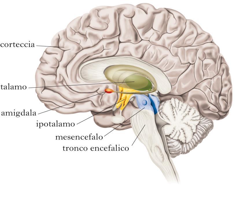 L IMMATURITÀ CEREBRALE DELL ADOLE- SCENTE NELLE CONNESSIONI FRA