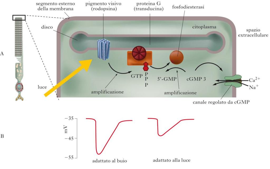 Figura 7. Fototrasduzione nei bastoncelli. Il procedimento è simile anche nei coni.