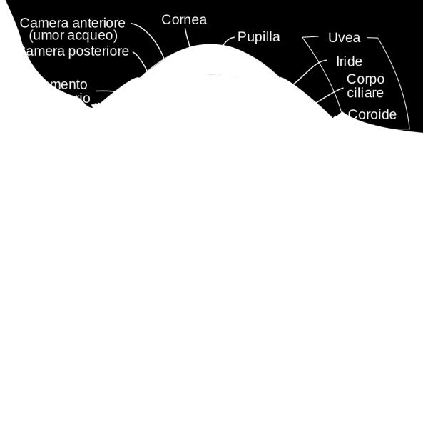 anteriore e camera posteriore. È un sottile diaframma, dalla forma di un disco circolare, con diametro di circa 12 mm e uno spessore medio di 0,3 mm, con al centro un foro circolare, la pupilla.