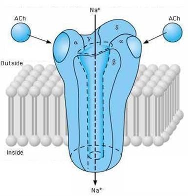 IL RECETTORE NICOTINICO Glicoproteina di membrana formata da 5 subunità: 2 Soltanto le