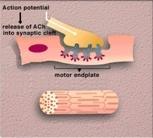 EVENTI MUSCOLARI Il legame dell ACh con il recettore nicotinico post-sinaptico