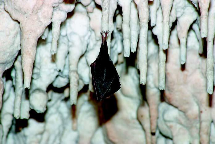 Tutti i pipistrelli rientrano tra le specie protette a livello europeo dalla Convenzione di Berna del 19.09.1979 e dalla Direttiva Habitat 92/43/CEE del 21.05.1992.