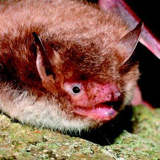 Vespertilio di Daubenton - Myotis daubentonii (Kuhl, 1817) Morfologia e Biometria - Pipistrello di media taglia, con orecchie di media lunghezza e trago corto e poco appuntito, che non raggiunge metà