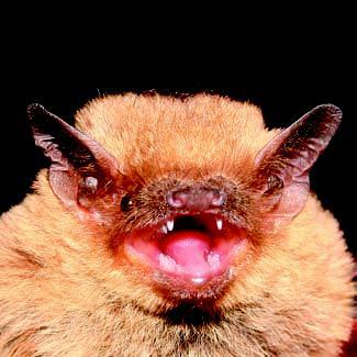 Pipistrello pigmeo - Pipistrellus pygmaeus (Leach, 1825) forma dell organo sessuale nei maschi. Pochi i dati disponibili: lunghezza avambraccio 28-32 mm; peso 4-7 g.