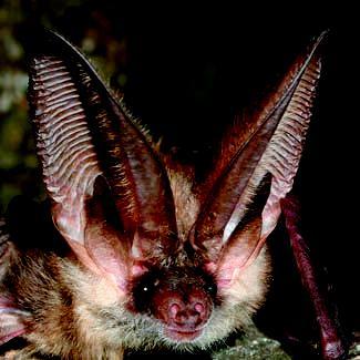 Orecchione meridionale - Plecotus austriacus (Fischer, 1829) Morfologia e Biometria - Pipistrello caratteristico con grandi orecchie, lunghe quasi quanto il corpo e unite davanti sulla fronte.