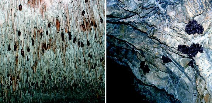 Dove vivono i pipistrelli I pipistrelli non costruiscono nidi o rifugi e non scavano tane.